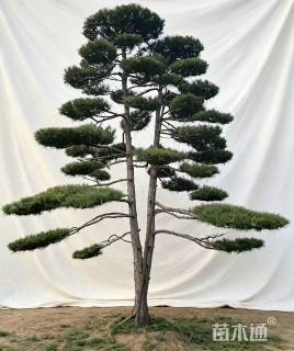 25公分造型松