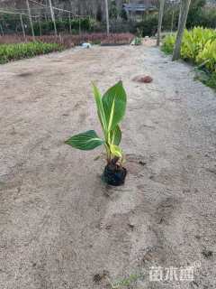 高度45厘米花叶美人蕉