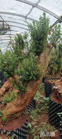 高度100厘米珍珠黄杨