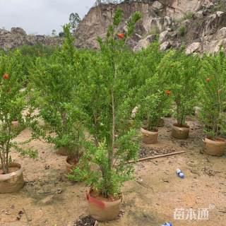 高度200厘米花石榴