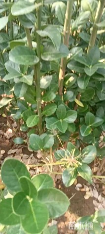 高度200厘米北海道黄杨