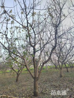 10公分杏树
