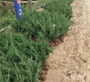 高度80厘米棣棠