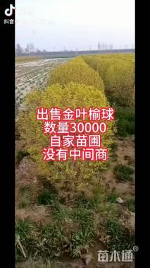 冠幅100厘米金叶榆球