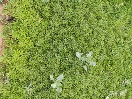 高度15厘米三七景天