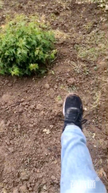 高度300厘米丛生茶条槭