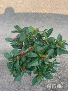 高度30厘米新加坡龙船花