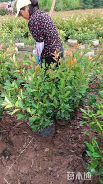 0.5公分红叶石楠