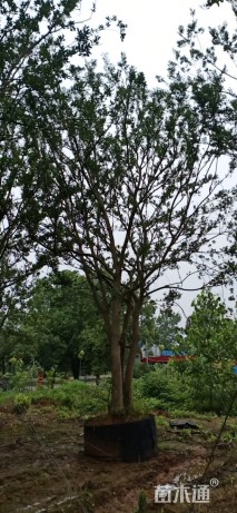 30公分朴树