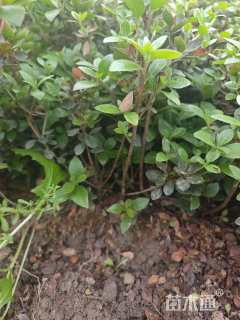 高度25厘米春鹃