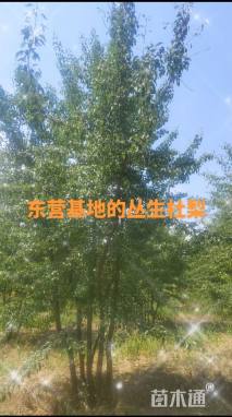 8公分杜梨