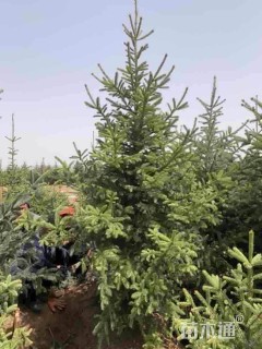 高度300厘米云杉