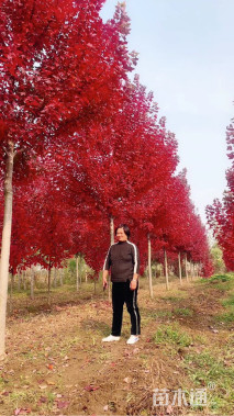 15公分美国红枫-秋火焰