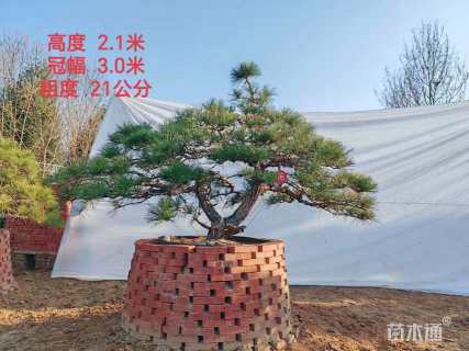 17公分造型黑松