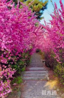 高度80厘米重瓣榆叶梅