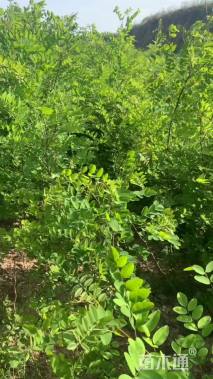 高度60厘米刺槐小苗