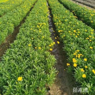 高度30厘米黄金菊