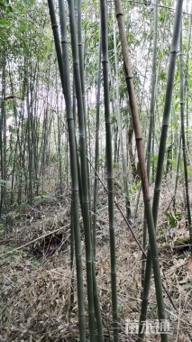 地栽苗刚竹