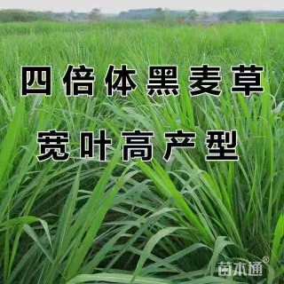 黑麦草种子