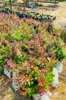 高度40厘米红叶小檗