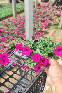 高度15厘米垂钓牵牛