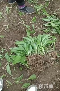 高度30厘米玉簪