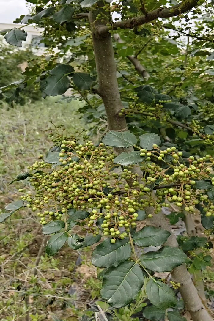 高度250厘米花椒