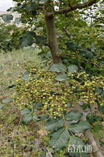 高度250厘米花椒