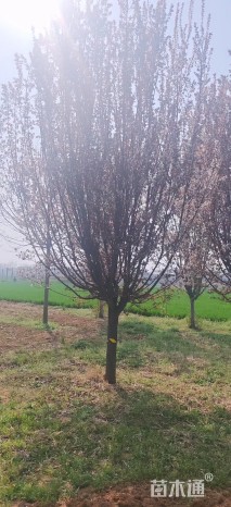 14公分紫叶李