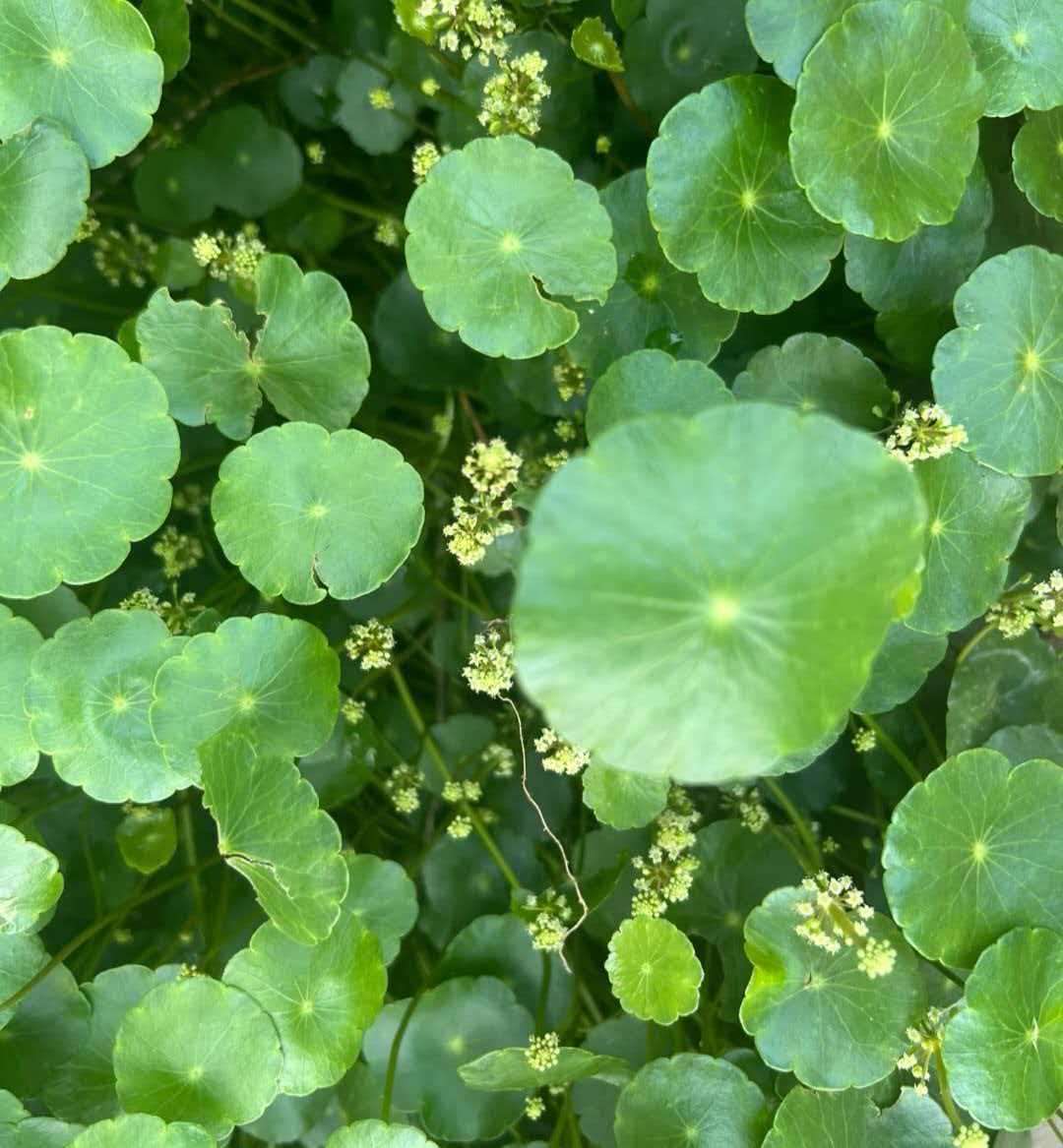 薄荷种子