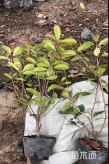 高度50厘米红叶石楠篱笆