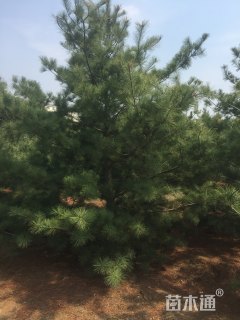 高度450厘米华山松