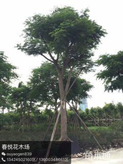 38公分凤凰木