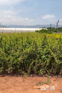 高度90厘米火棘