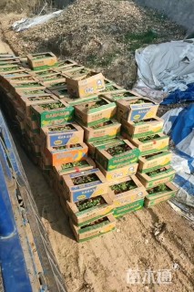 高度20厘米金边玉簪