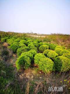 冠幅130厘米火棘球