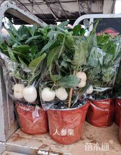 高度35厘米人参果