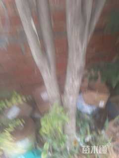40公分桂花
