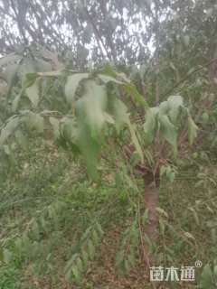 12公分菊花碧桃