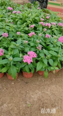 高度20厘米五星花