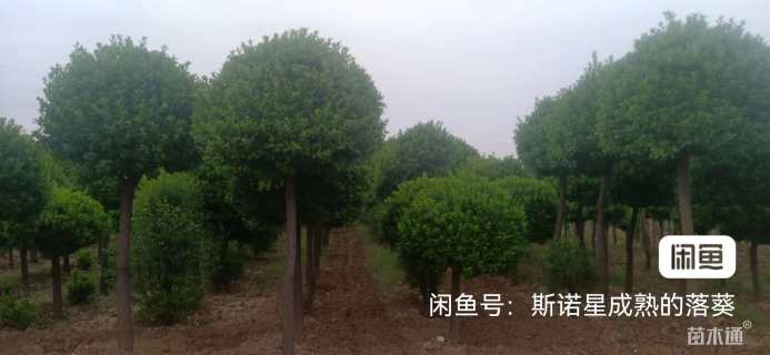 高度200厘米胶东卫矛