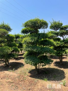 5公分造型女贞