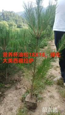 高度110.厘米油松小苗