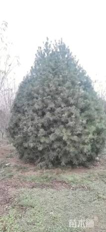 高度400厘米白皮松
