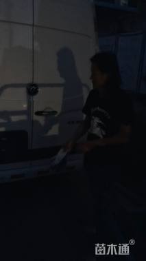 高度20厘米报春花