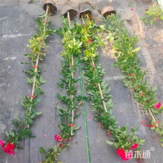 高度80厘米蔷薇