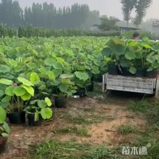 高度30厘米碗莲