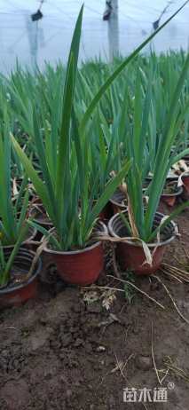 高度25厘米西伯利亚鸢尾