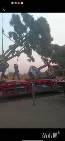 高度300厘米黑松