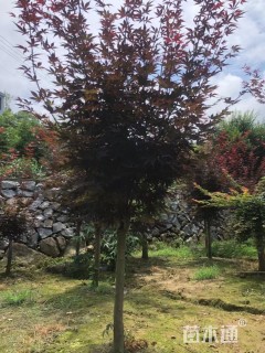 高度250厘米三季红红枫